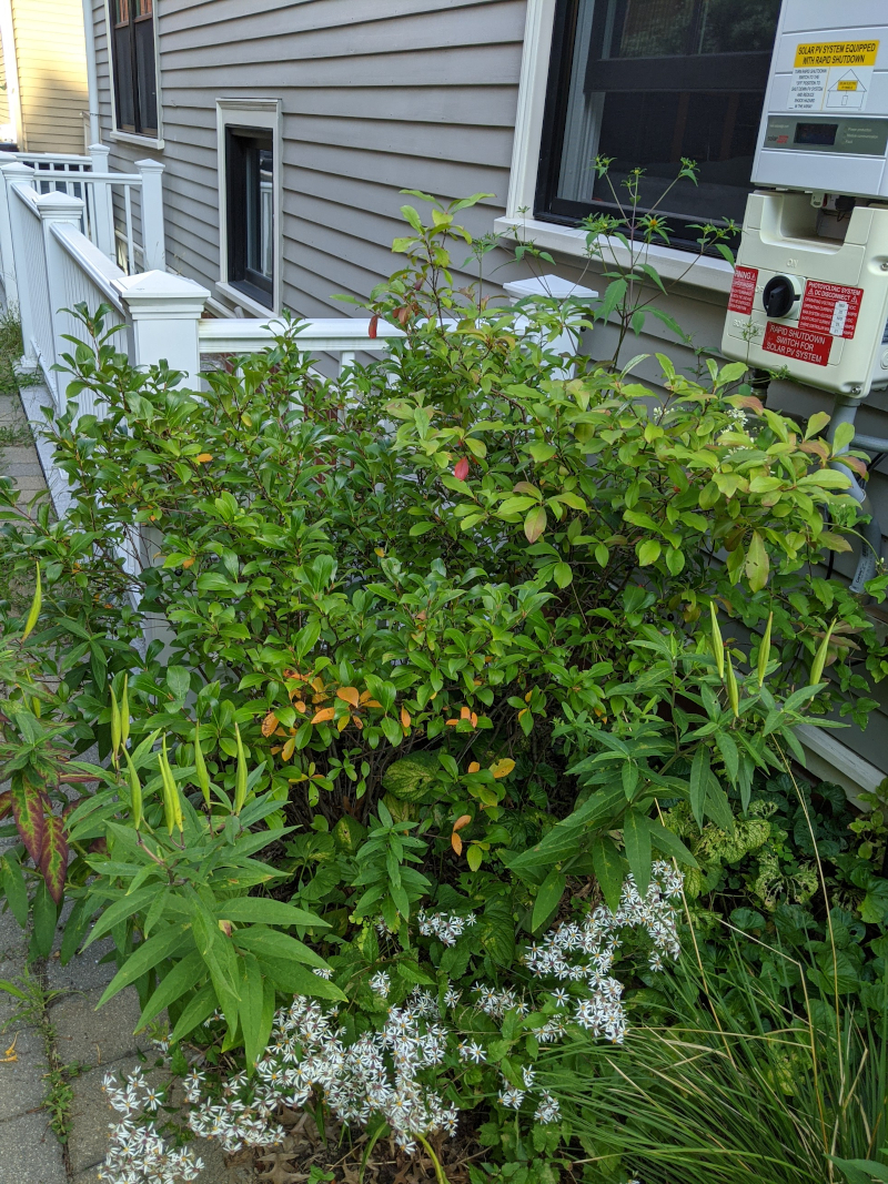 Black Chokecherry, in August