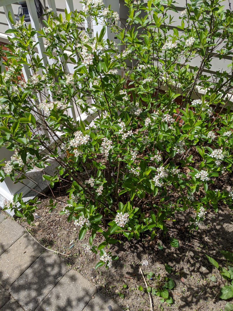 Black Chokecherry