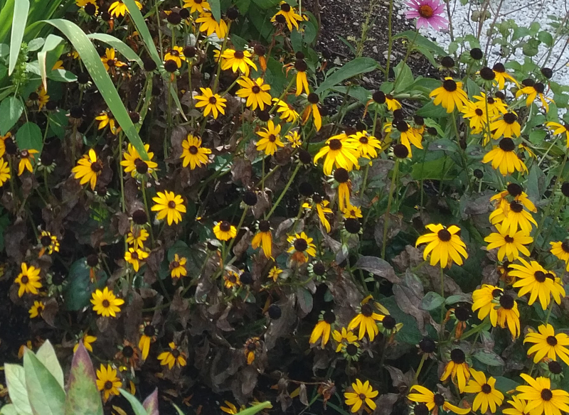 Perennial Black Eyed Susans