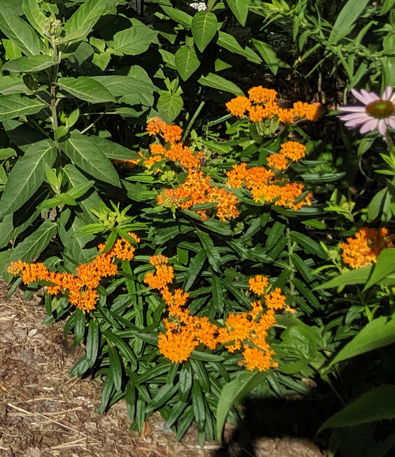 Butterfly Weed