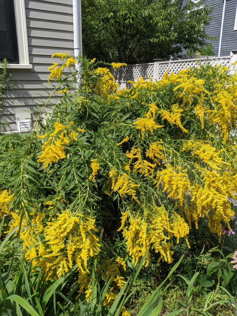 Goldenrod