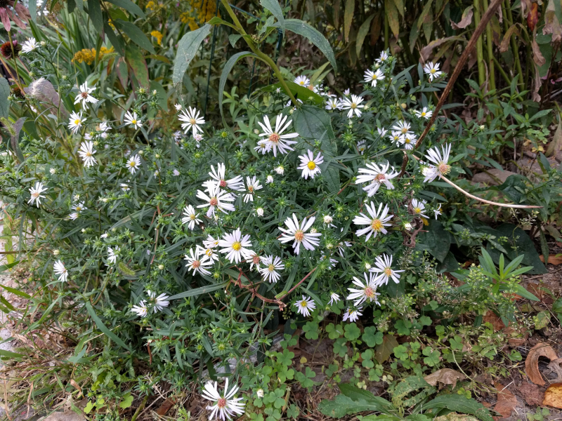 I think these are Heath Aster