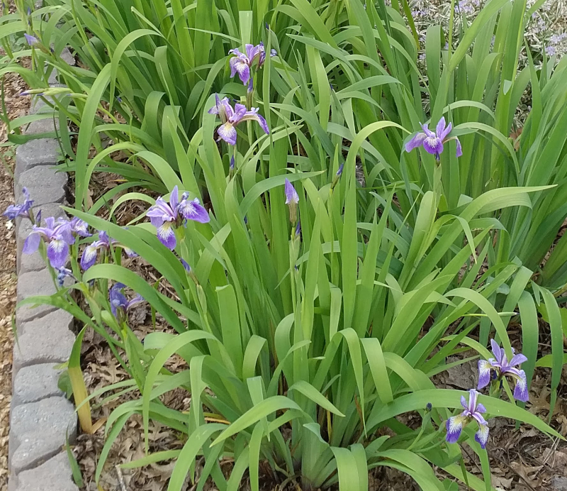 Irises