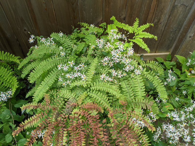 Maidenhair Fern