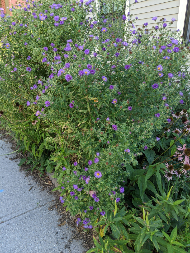 New England Asters