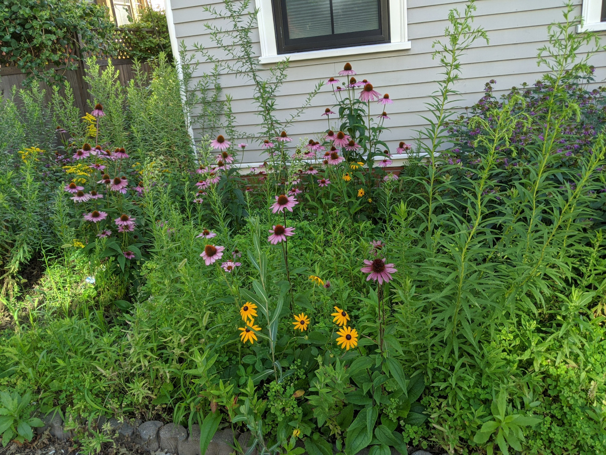 Garden in bloom