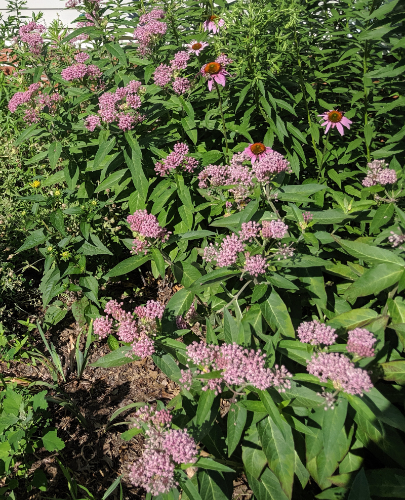 Pink Milkweed