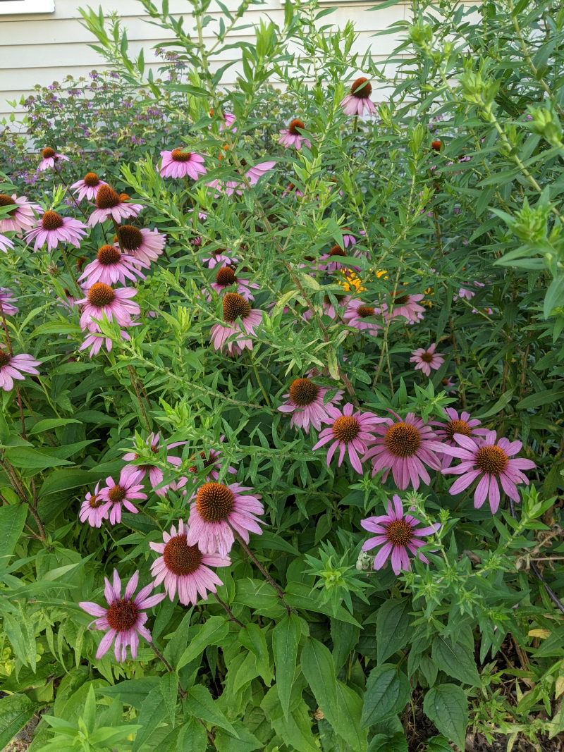 Purple Coneflowers