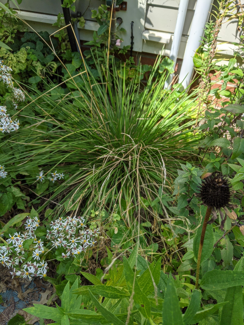 Tufted Hair Grass