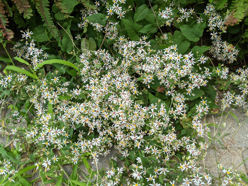 White Wood Asters