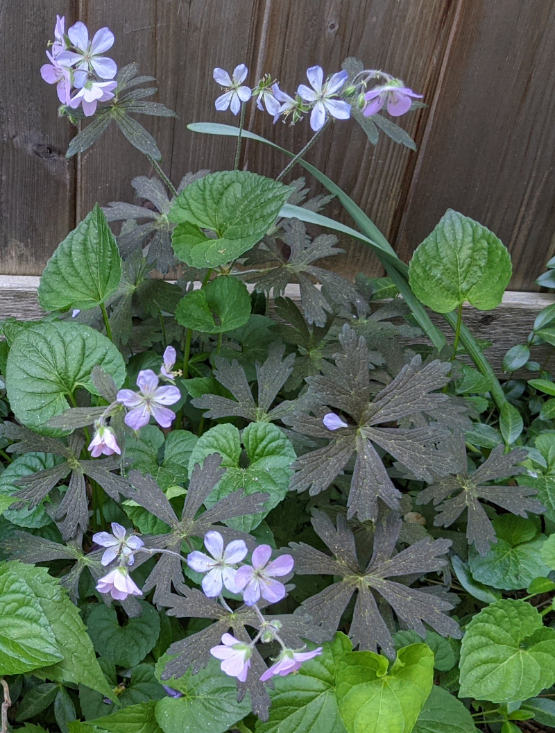 Wild Geraniums